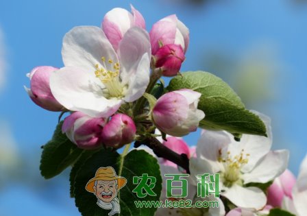 蔷薇花(玫瑰花)可以泡茶吗?可以吃吗?