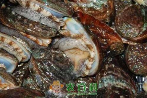 鲍鱼多少钱一斤？养殖100万头鲍鱼成本及利润如何？（附养殖方法）