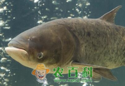 胖头鱼鱼苗多少钱一斤？养殖技术有哪些？