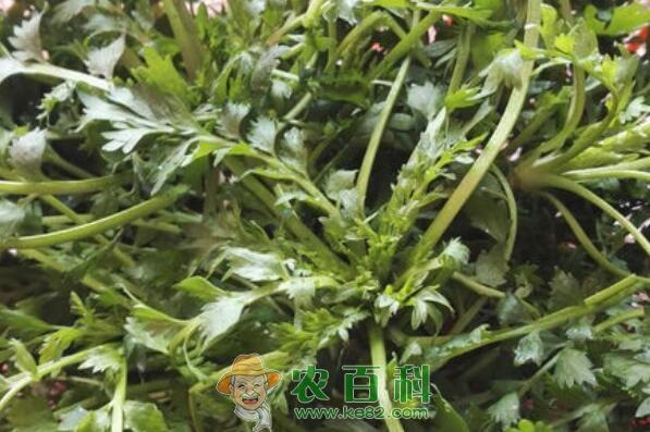 田间野菜荠菜和茼蒿有什么区别？怎么吃？是发物吗？