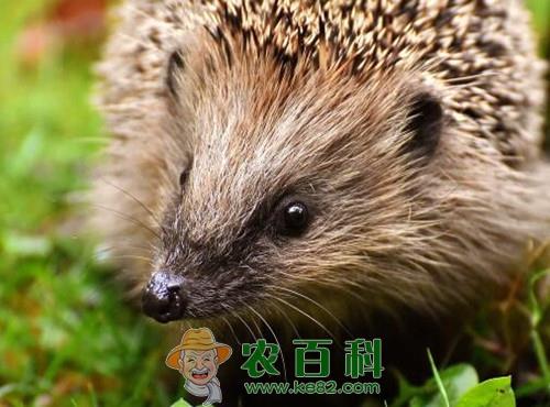 刺猬多少钱一只?喜欢吃什么东西?养殖成本及利润如何?有什么作用?