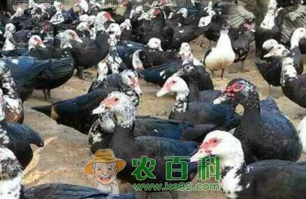 火鸭苗批发价格多少钱一只?养殖2000只需要多少成本?利润能有多少?