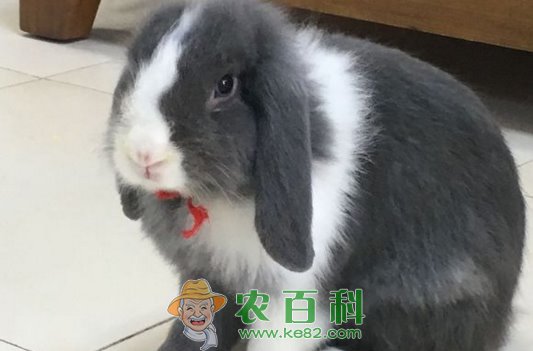 胆小怕惊的垂耳兔怎么养?其要注意些什么?