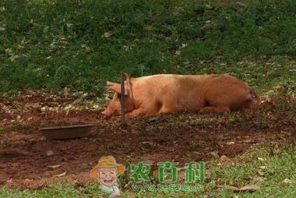 2019年七月猪价阶段性反弹概率大