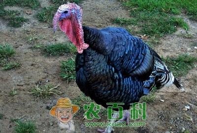 养什么品种的火鸡赚钱？