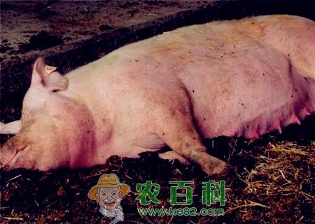 养殖10头母猪一年利润大概有多少?政府补贴多少钱?最高2000块钱!