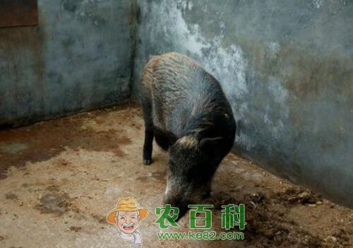 温驯的特种野猪苗价格大约多少钱一只?国家有什么补贴扶持政策吗?养殖注意繁育要注意什么?