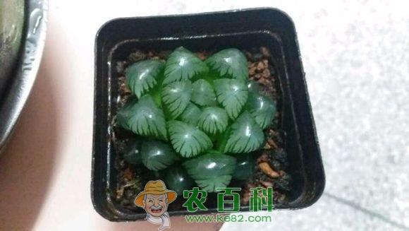 冰灯玉露是什么？多少钱一盆？怎么养？