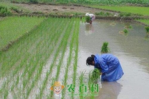 水溶肥对水稻有什么作用？有哪些使用方法？如何辨别优质水溶肥？