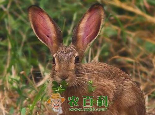 养野兔赚钱吗?多少钱一只?养殖100只成本及利润如何?发展前景怎样?