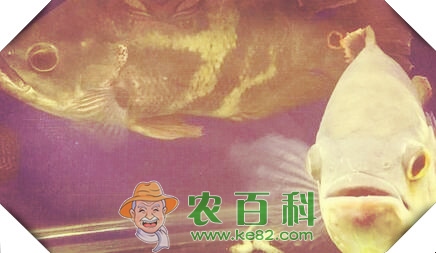 热带地图鱼能长多大?身上有了白斑该怎么治?