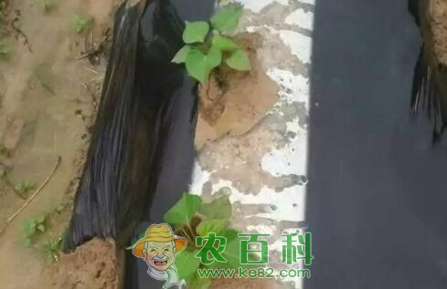 红薯怎么盖地膜?如何在红薯田使用地膜覆盖技术?