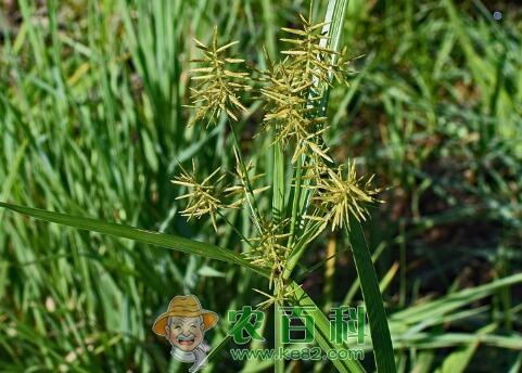 玉米、花生、大豆地香附子用什么除草剂？
