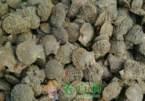八珍之一的扇贝肉价格多少一斤?功效作用是什么?怎么清洗处理?市场行情和前景如何?