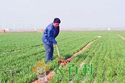 农民致富故事:种地也能发家?