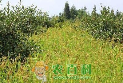 油茶林下怎么套种山稻?