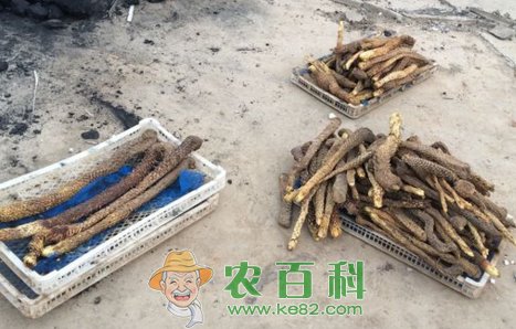 肉苁蓉产地在哪儿？什么时候采收？一亩地能收多少斤？