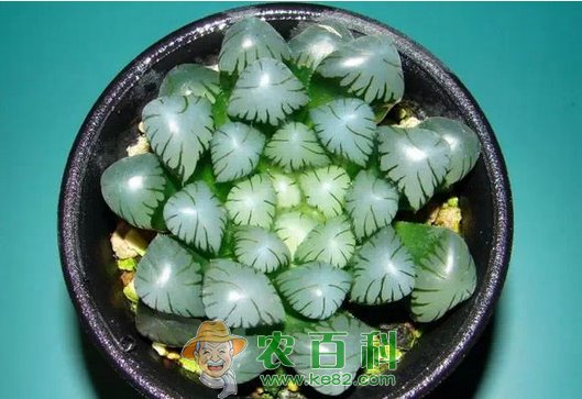 冰灯玉露是什么？多少钱一盆？怎么养？