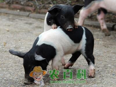 仔猪价格行情怎么样?养殖技术有哪些?国家有补贴吗?