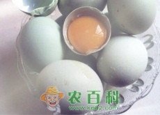天然药鸡绿壳蛋鸡吃什么长得快（养什么品种好）