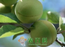 青梅通常几月份成熟上市（价格多少钱一斤）