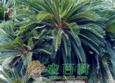 巴兰萨苏铁是什么植物（怎么种植）