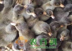 火鸭苗批发价格多少钱一只（利润能有多少）
