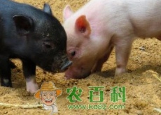 仔猪价格行情怎么样（国家有补贴吗）