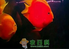 市面上鹦鹉鱼价格多少钱一只(能活多久) 市面上鹦鹉鱼价格多少钱一只(能活多久)