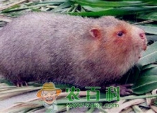 饲养竹鼠市面上什么价格（养竹鼠每年补贴多少钱）