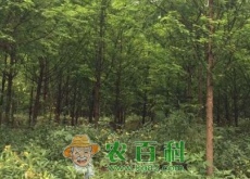 落叶乔木池杉小苗价格多少钱一棵（怎么种植栽培）