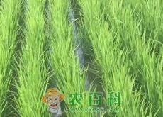 湖北钟祥职业农民种优质水稻——10万亩一年赚7000多万元