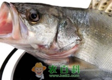 鲈鱼价格多少钱一斤(养殖前景和成本利润如何(附功效) 鲈鱼价格多少钱一斤(养殖前景和成本利润如何(附功效)