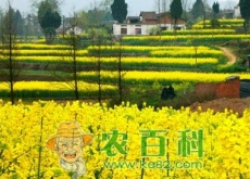 忻城县油菜花经济带火乡村旅游