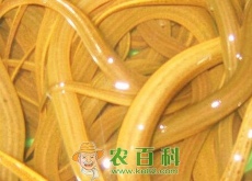 养黄鳝(泥鳅)赚钱吗(黄鳝养殖成本及利润分析(附最新价格) 养黄鳝(泥鳅)赚钱吗(黄鳝养殖成本及利润分析(附最新价格)