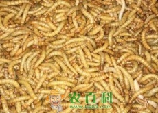 黄粉虫价格多少钱一斤（附养殖成本及利润分析）