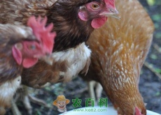 养蛋鸡趋势如何（蛋鸡养殖利润预测）