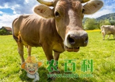养一头牛能赚多少钱？
