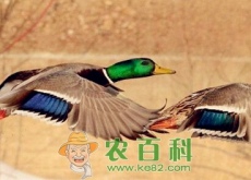 二级保护动物“野鸭”市场价格多少钱一只(附养殖成本利润分析) 二级保护动物“野鸭”市场价格多少钱一只(附养殖成本利润分析)