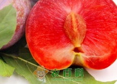 红心李一般几月份成熟上市（产地有哪些）