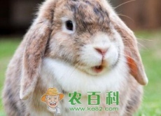 现在养兔子有销路吗（养殖常见误区及注意事项有哪些）