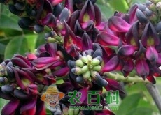 藤本植物油麻藤种子价格多少钱一斤（怎么种）