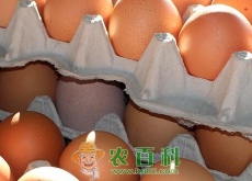 鸡蛋价格走势预测（腊月中旬会上涨吗（附各地最新价格））