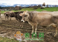 养20头牛的利润与成本怎么计算（有什么风险）