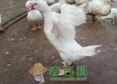 市场上香鹑雁苗价格