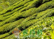 采摘头春茶的时间是什么时候？