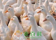 肉鸭大概多少钱一斤（养3000只成本与利润如何）