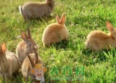 养野兔赚钱吗（养殖100只成本及利润如何）