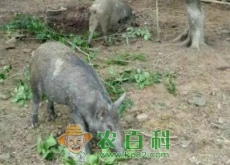 温驯的特种野猪苗价格大约多少钱一只(养殖注意繁育要注意什么)