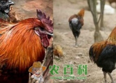 瓢鸡苗多少钱一只（技术要点有哪些）